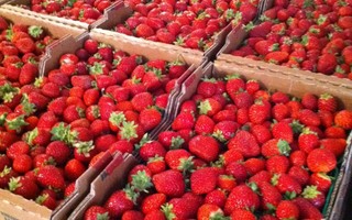 Wholesale Strawberries